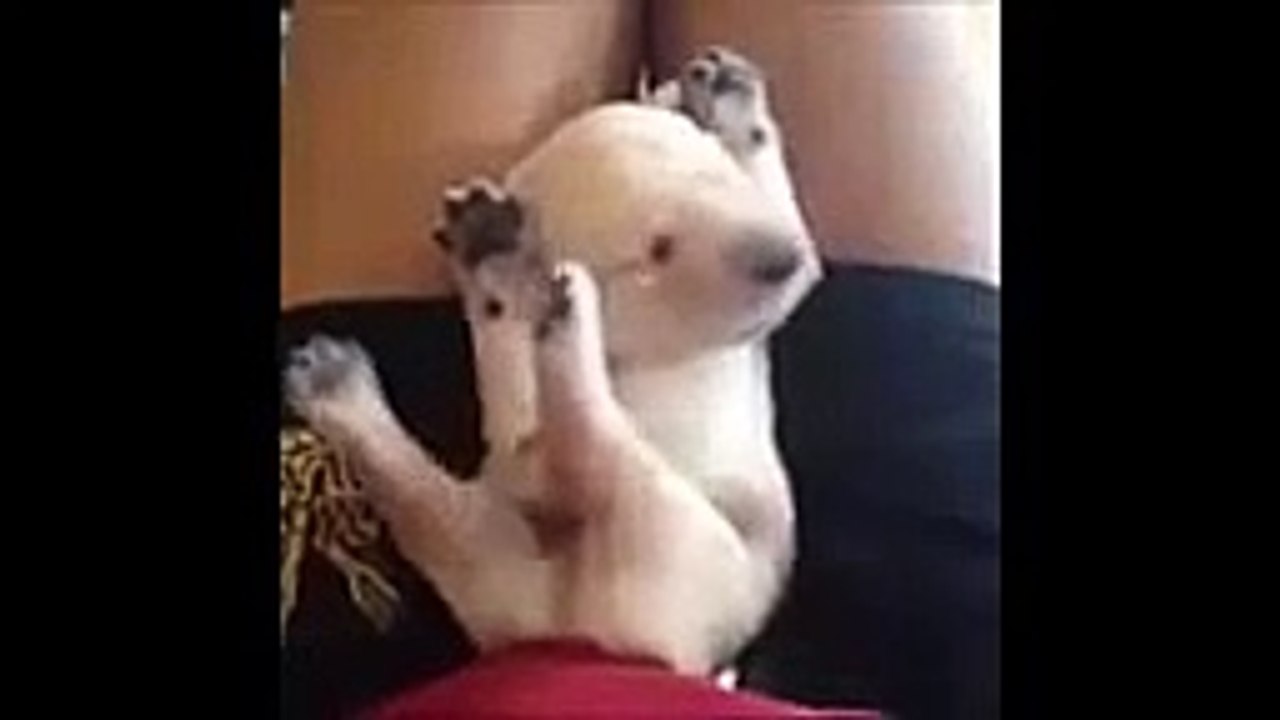 Funny Videos Most Dangerous Selfies Ever! part 6