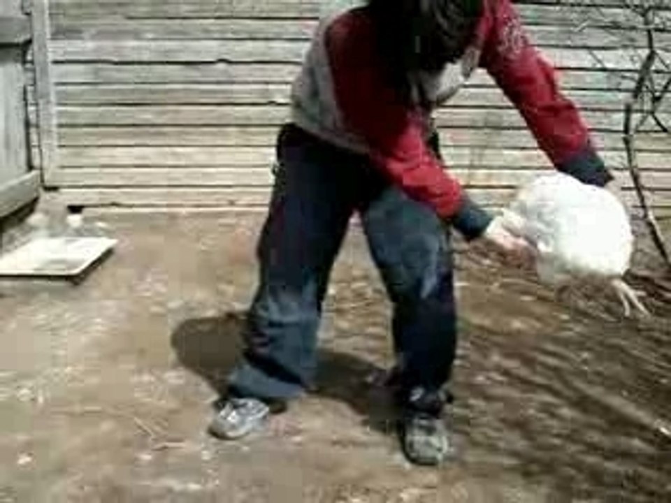 Comment endormir un poulet