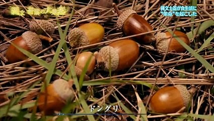 日本民族の祖先は縄文人