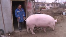 Chinese Man Rides Massive Pet Pig Around City - Literally Piggy Back!