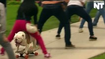 Skateboarding Dog Breaks Guinness World Record