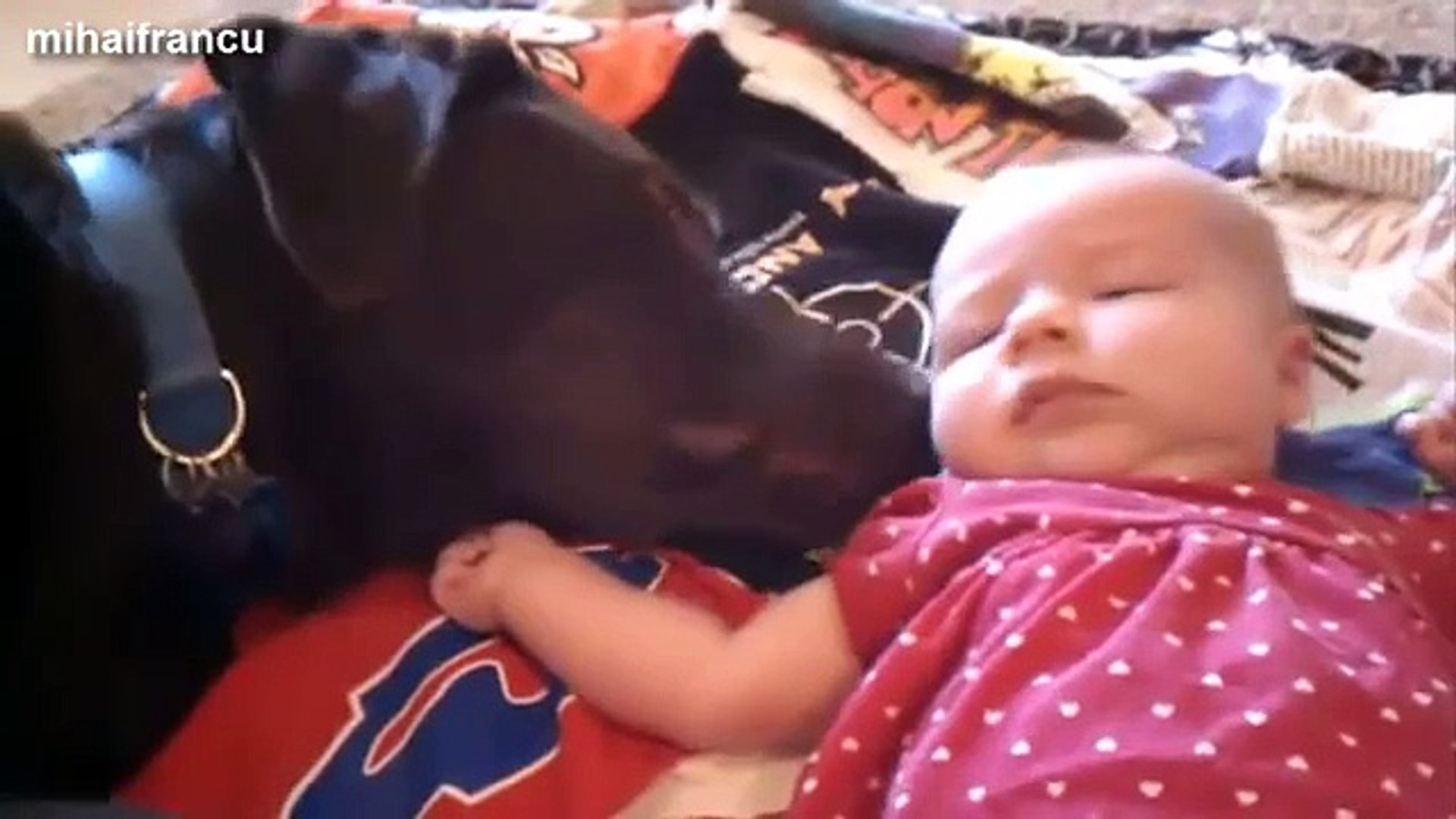 Dogs Love Babies Compilation 2014 [NEW]