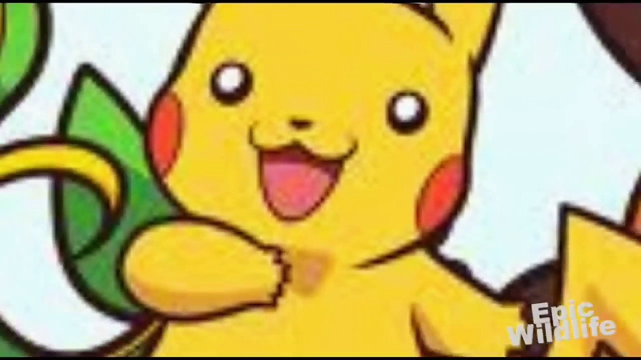 Rare Deep Sea Creature - The Grimpoteuthis