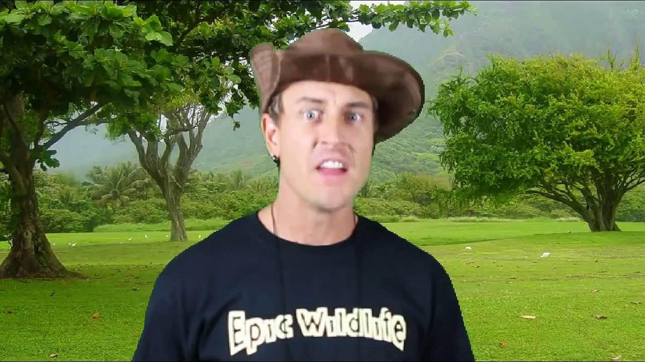 Ghost Fish - Predatory Tunicate