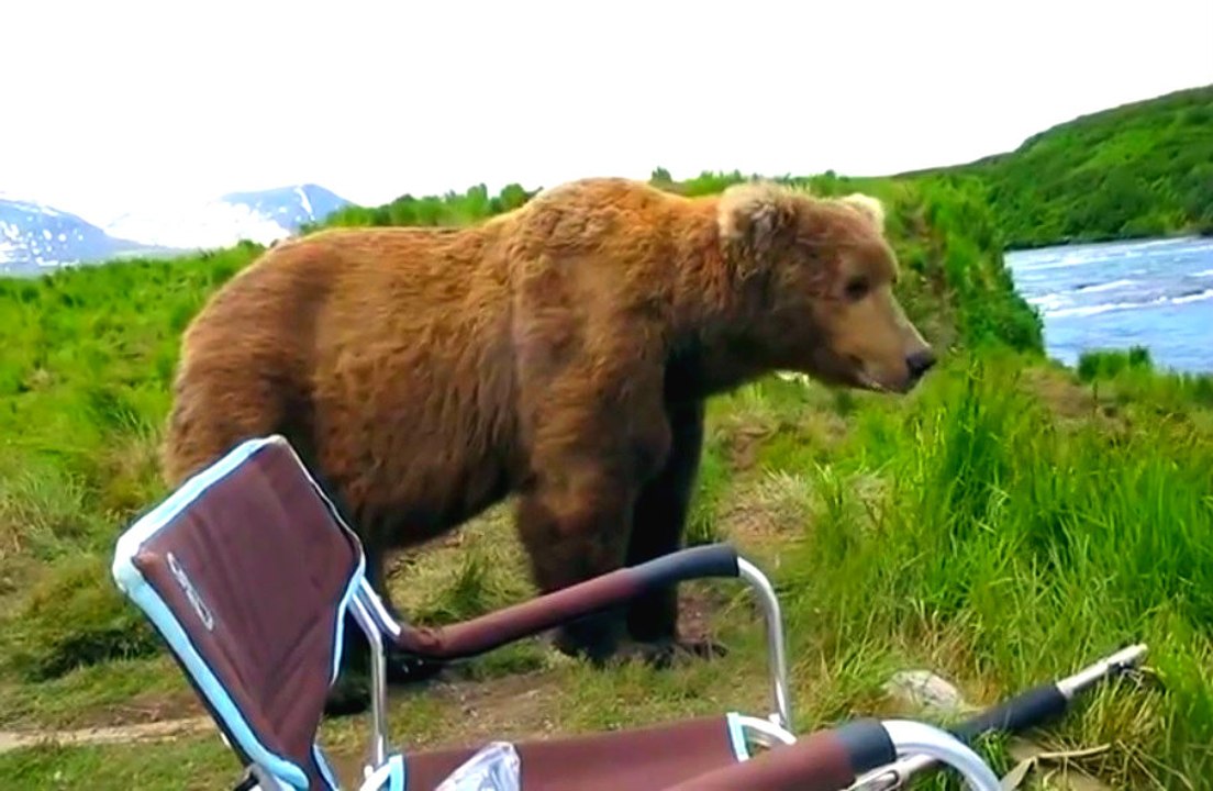 Dangerous Surprise Encounter With a Grizzly Bear In Alaska