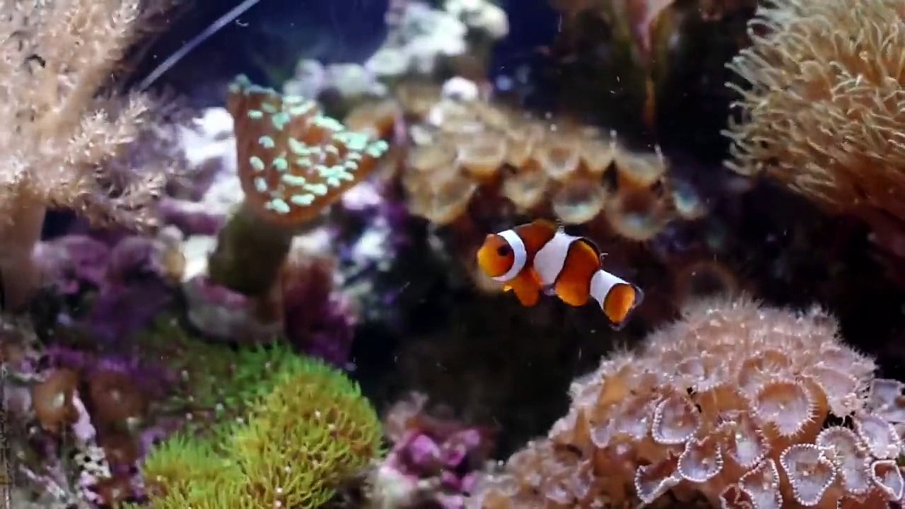 Improved Lumix GH1 test 720p60 reef aquarium
