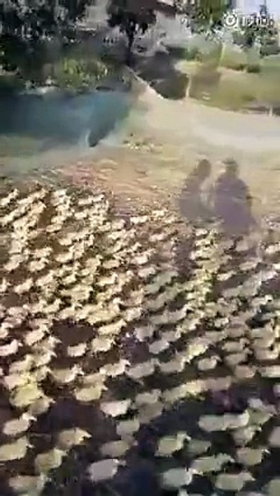 Have you EVER seen 5,000 Ducklings rush to a pond for a Swim for the very first time