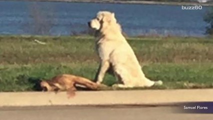 Dog won't leave his dead friend on side of the road