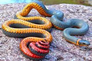 Top 10 Most Deadliest and Venomous Snakes in the World - Most Dangerous&  Poisonous Snake Ever