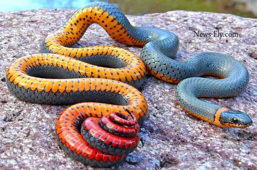 Top 10 Most Deadliest and Venomous Snakes in the World - Most Dangerous&  Poisonous Snake Ever
