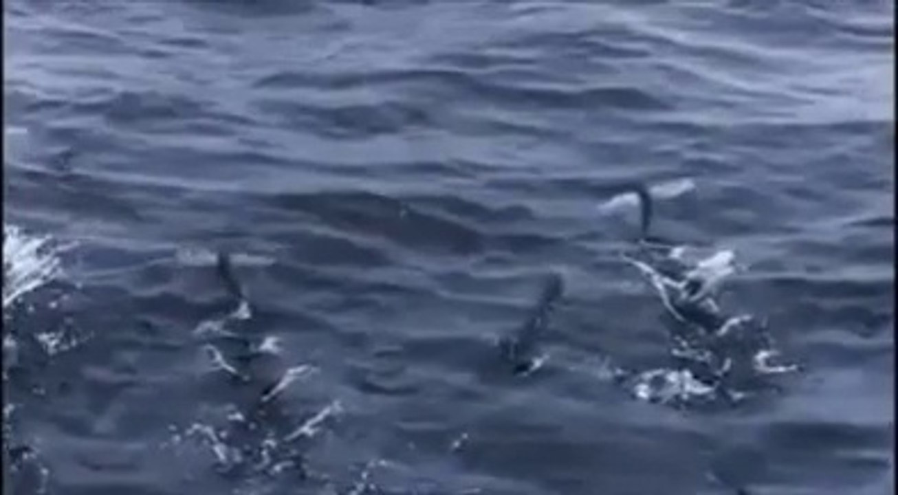 Fish That Can Fly!!