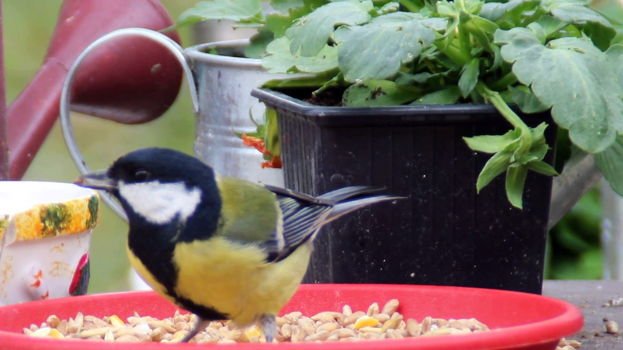 Gaspillage d'une mésange