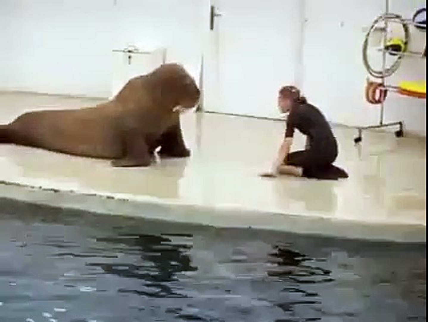 animals