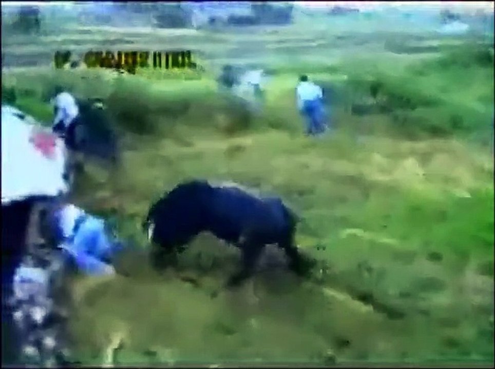 lagardas dos touros