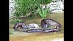 Giant Anaconda Snake Eats Cow and vomits ... Very Rare Footage