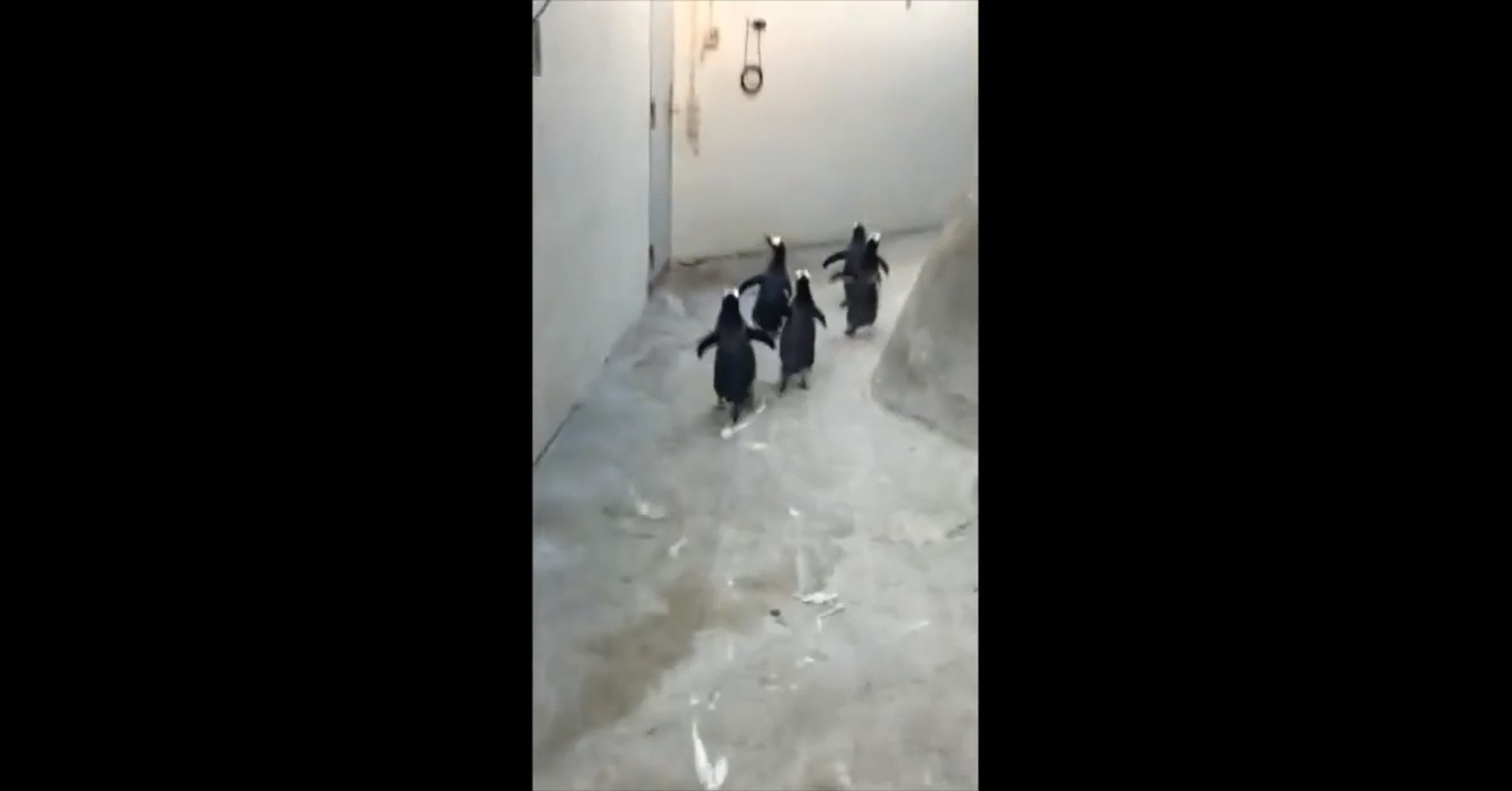 ⁣Penguins try to escape from zoo
