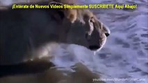Mira cómo estos leones lograron escapar de un cocodrilo