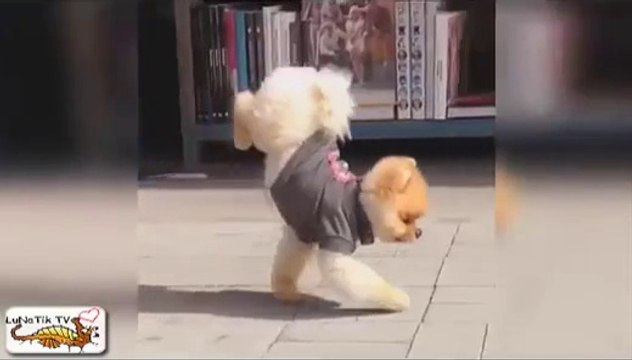 【6秒で笑える】おもしろおバカ映像 【Vine】Twitterで話題！おもしろいの６秒動画 おもしろすぎる動画特集01 SUPER Funny Videos FUNNY PRANK