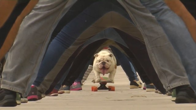 Otto the skateboarding bulldog