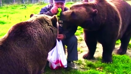 Скачать видео: Приколы с животными 245 Смешные кошки собаки и другие лохматые приколисты 2015.