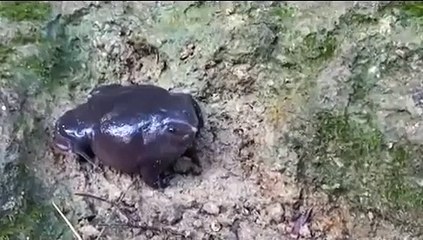 Calls of an Indian Purple Frog