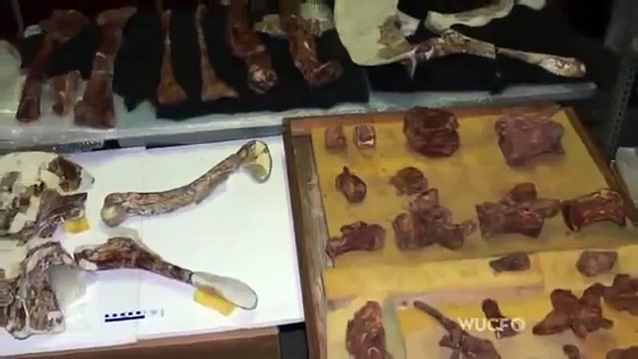Worlds Biggest Dinosaur Ever Discovered - Full Documentary