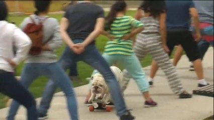 Um cachorro diferenciado, da uma olhada neste skatista.