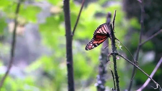 Mariposas Monarcas encontraron la salvación de no ser extinguidas