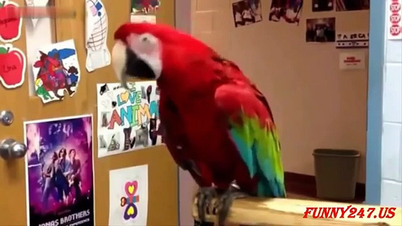 Funny Parrot Dancing