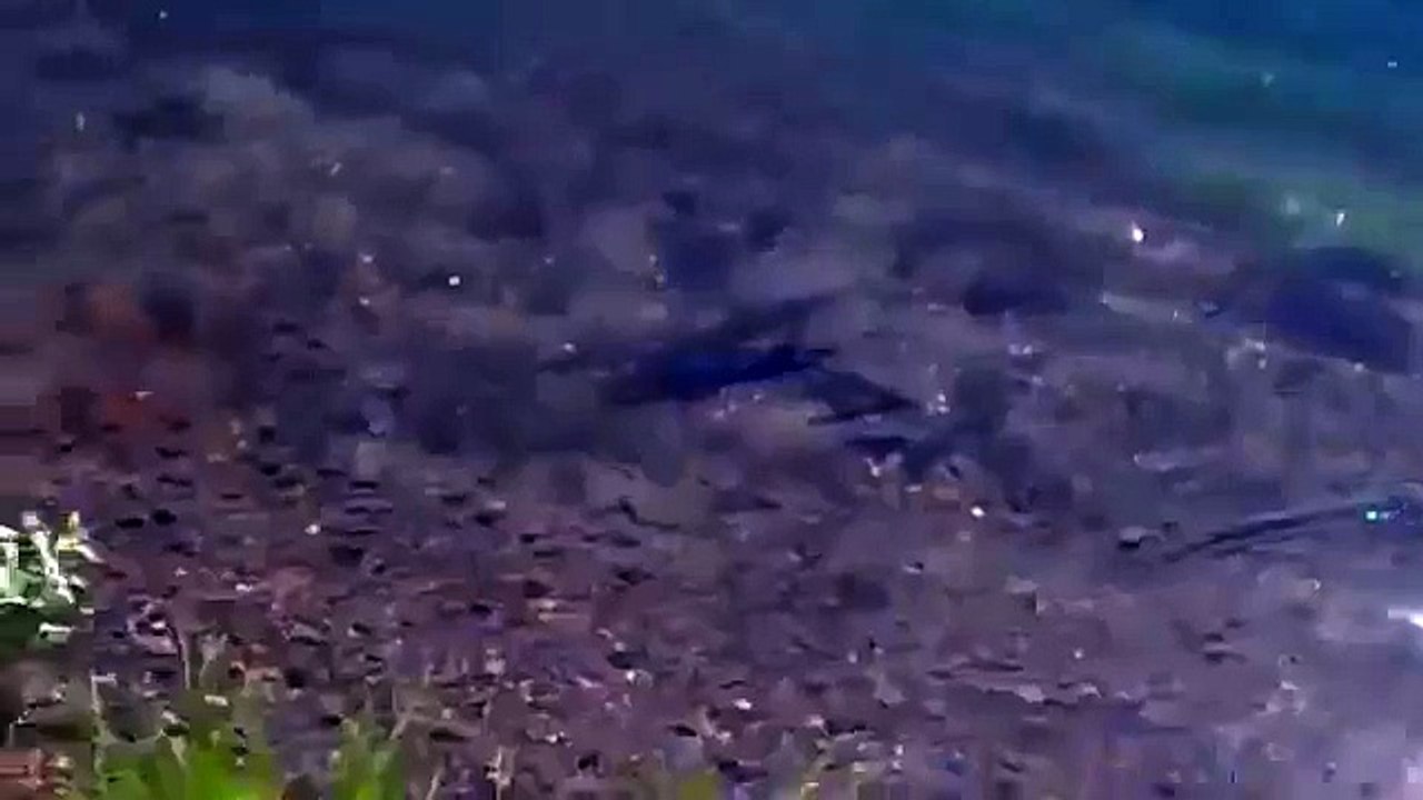 سمكة تصطاد صغار البط