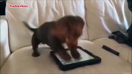 Yeni nesil köpek iPad oyunu