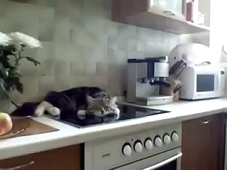 Кот разговаривает с хозяйкой
