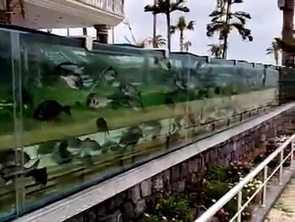 أكبر اكواريوم سمك القاروص - الشرغو - الدنيس - الدرعي والكثير مشهد رائع