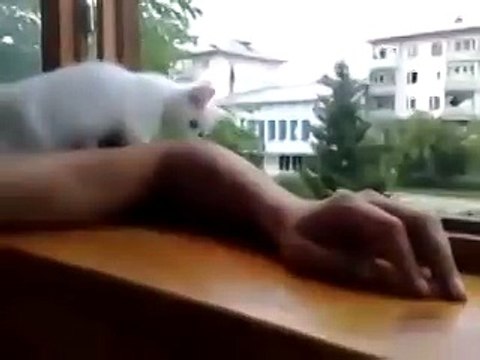 Кошка спасает руку