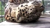 Леопард любит, когда его гладят