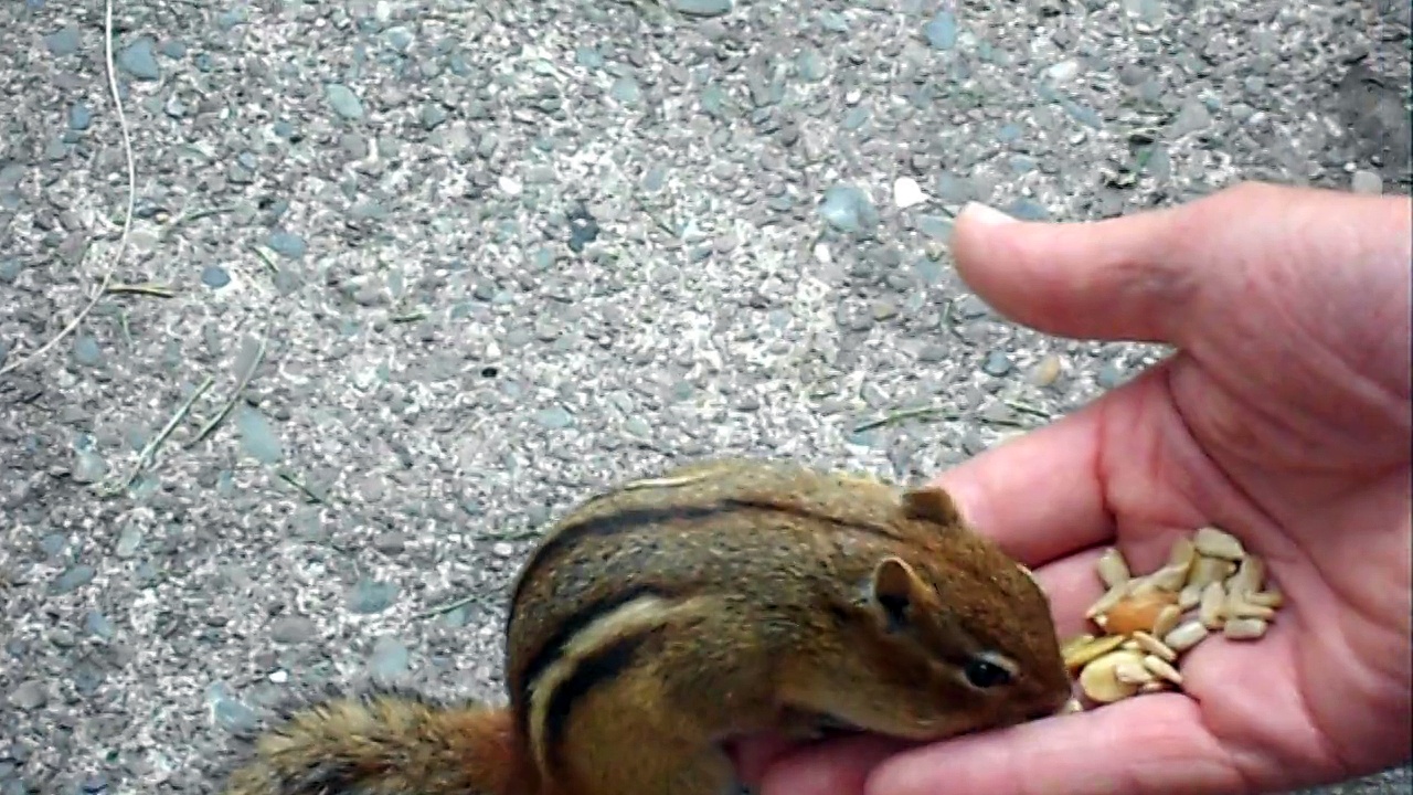 Feeding little chipmuck