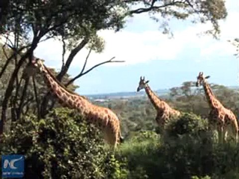 China campaigns support anti-poaching Kenya Wildlife Service