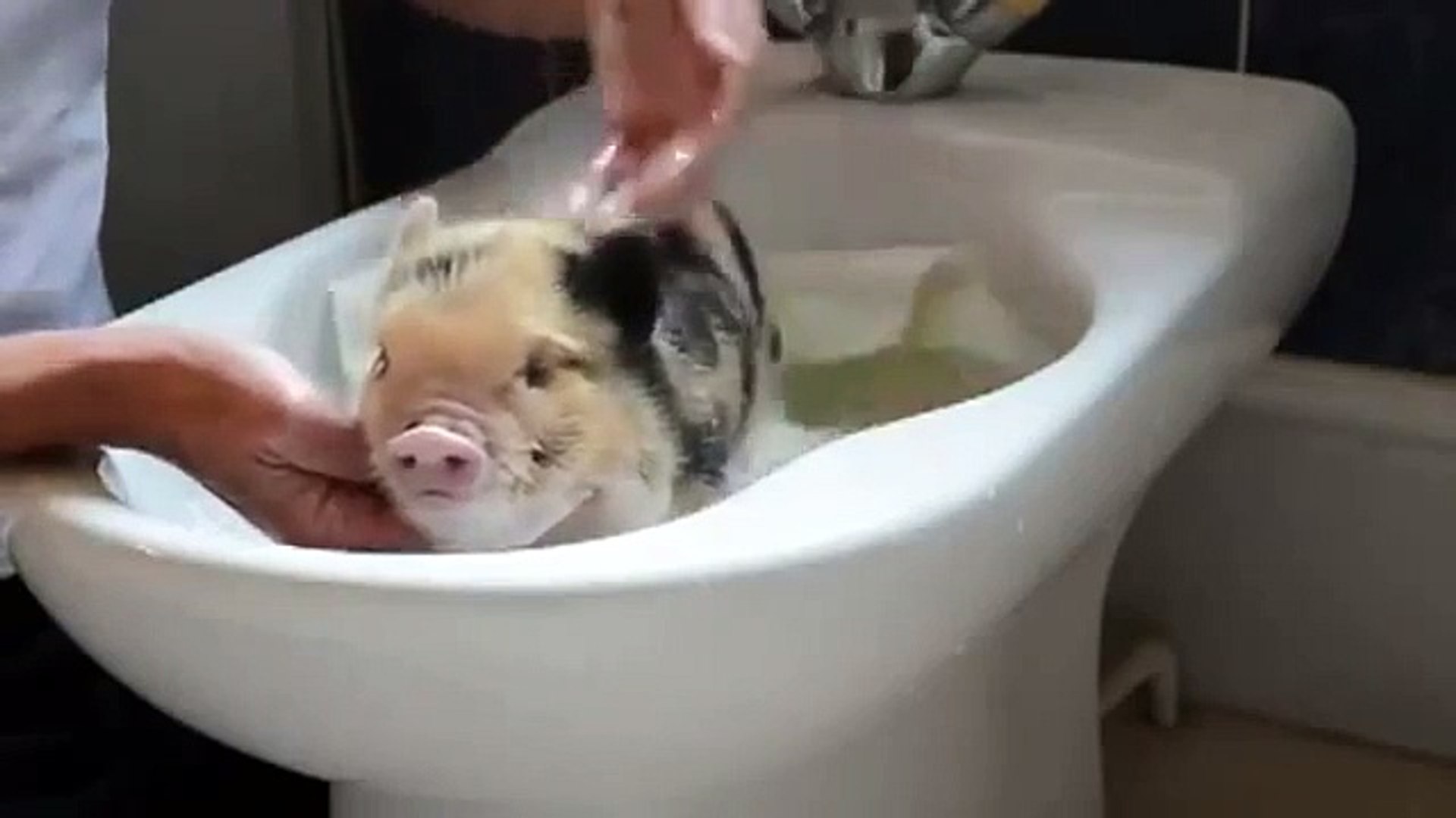 Chistyulya Pig. Banhar engraçada do porco