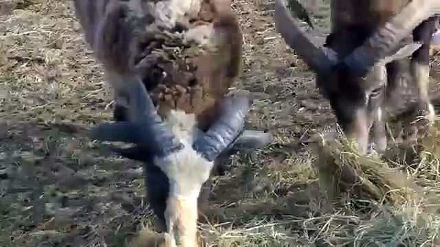 Família de cabras selvagens. Cabra cabra fresco e engraçado selvagem