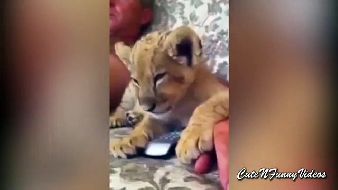 Transferência chato. Leão engraçado dormindo na frente da TV