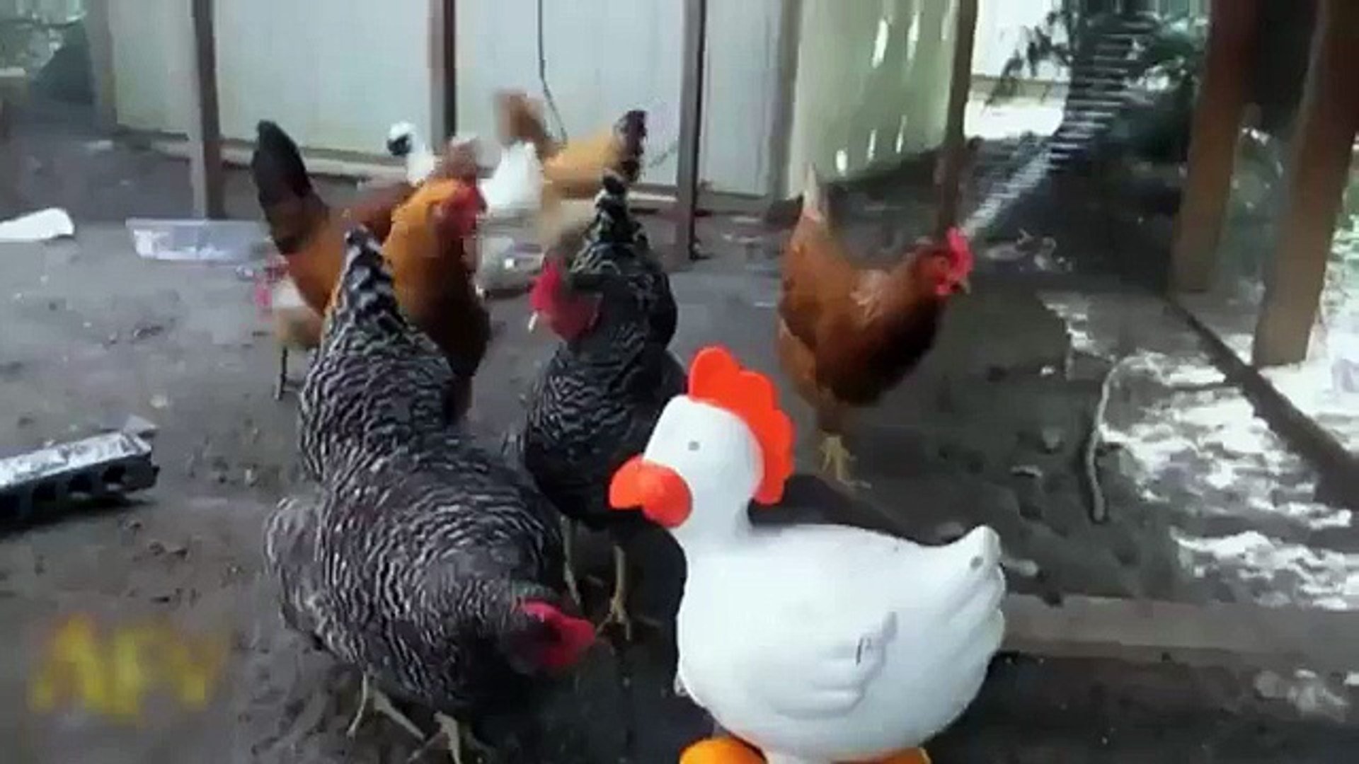 Frango tímido. galinhas engraçadas