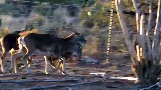 Competição deserta. Camelos e ovelhas engraçados run