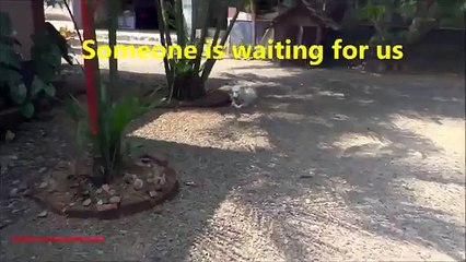 A alegria da reunião. Cão engraçado encontra uma anfitriã