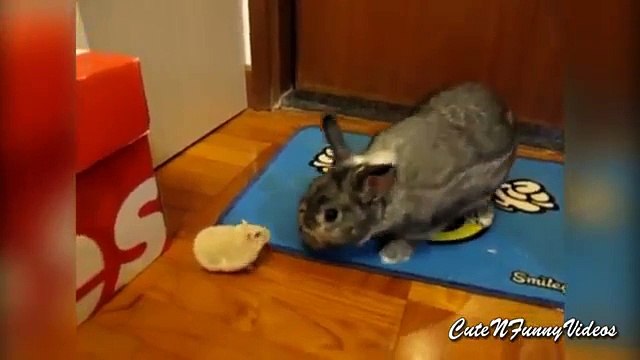 Diferentes e semelhantes. Coelhos bonitos e engraçados hamsters