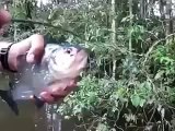 Peixe facilmente rói vara. peixes engraçados