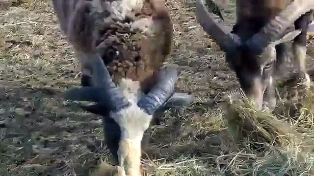 Familia de cabras salvajes. Fresco y divertido salvaje cabra cabra