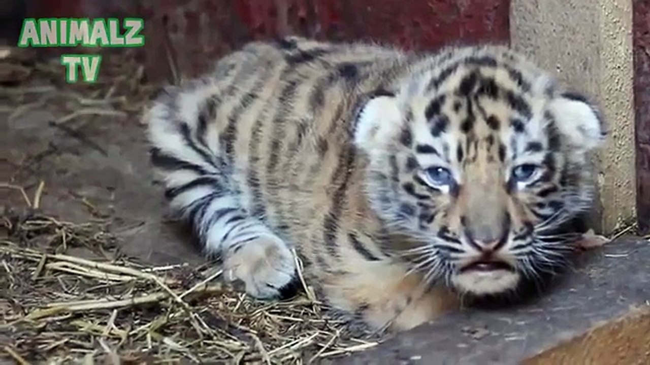 Cachorros lindos. Cachorros lindos animales