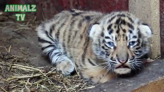 Cachorros lindos. Cachorros lindos animales