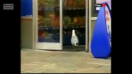 Las aves alojadas. Divertidos pájaro