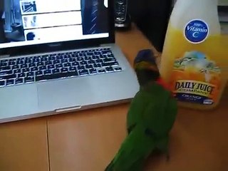 Mano Loro Lori. loro divertido